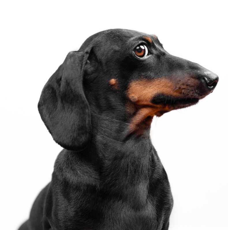 Dachshund giving side eye