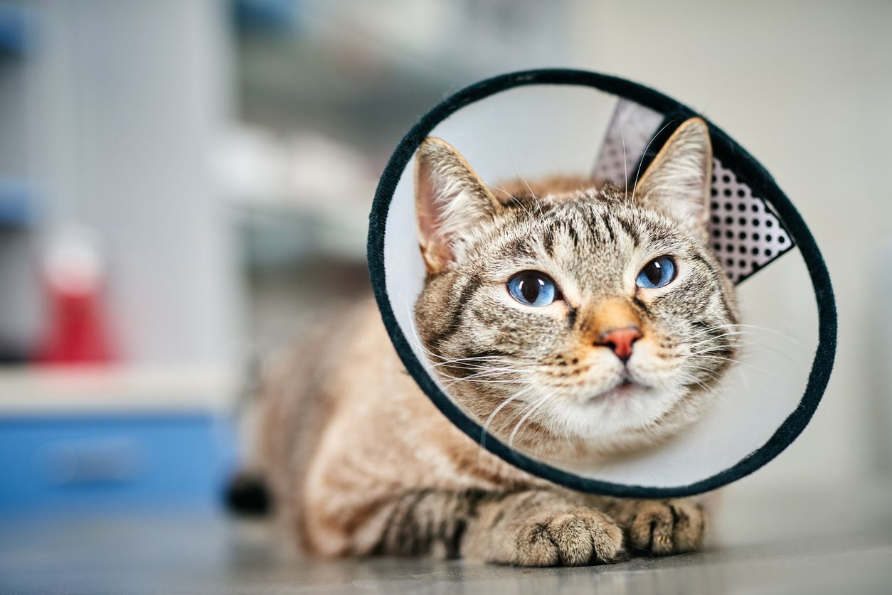 Cat with cone